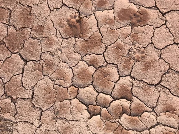 Crack clay soil in dry season