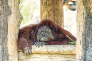 Kamera ve sıkıcı arayan sevimli büyük Orangutan Portresi. Yabani kahverengi kırmızı maymun, Orangutan Borneo ve Sumatra.Pongo pygmaeus orman yağmur ormanlarında bulundu.