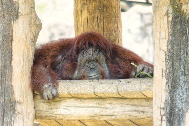 Kamera ve gülümseme isteyen sevimli büyük Orangutan Portresi. Yabani kahverengi kırmızı maymun, Orangutan Borneo ve Sumatra.Pongo pygmaeus orman yağmur ormanlarında bulundu.