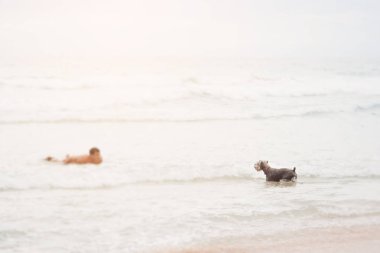 Sörf tahtasındaki genç adam sevimli köpeğini yüzmeye zorluyor. Sahibi ve köpek birbirlerine doğru yüzüyor. Sahilde evcil hayvan ile eğlenmek için konsept.