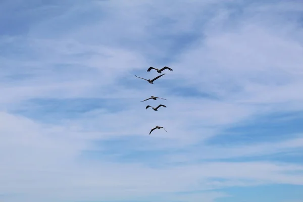 Birds flying in formation