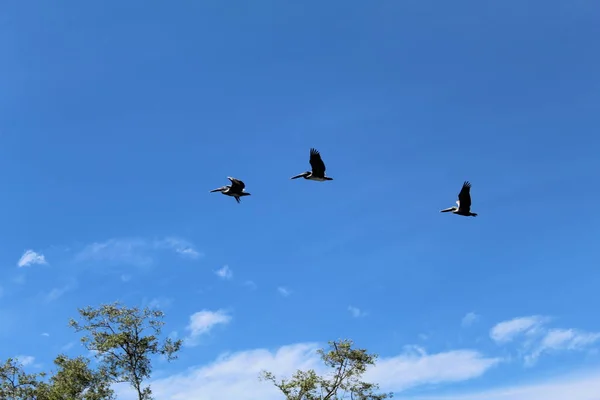 Birds in formation heading home