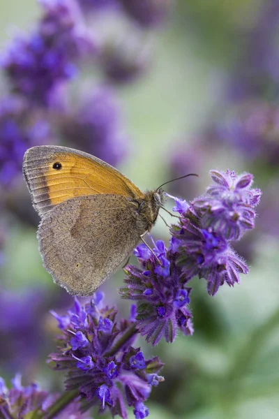 Meadow Brown Maniola Jurtina Butterfly — Stock Photo, Image