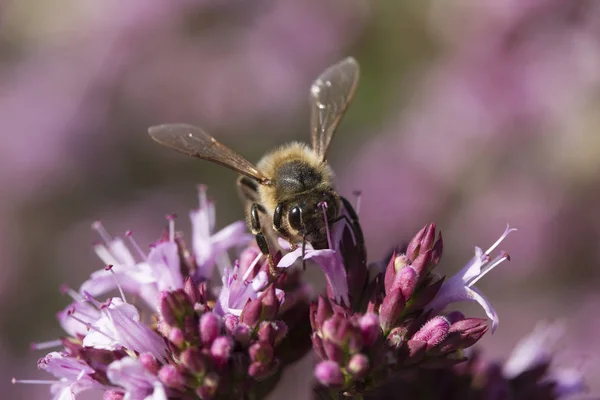 Honey Bee Origanum Oregano Laevigatum Herenhausenum —  Fotos de Stock