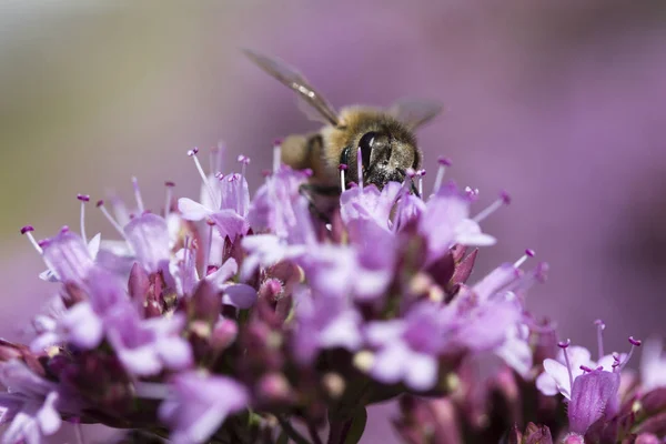 Honey Bee Apis Mellifera Oregano Origanum Laevigatum Herenhausen —  Fotos de Stock