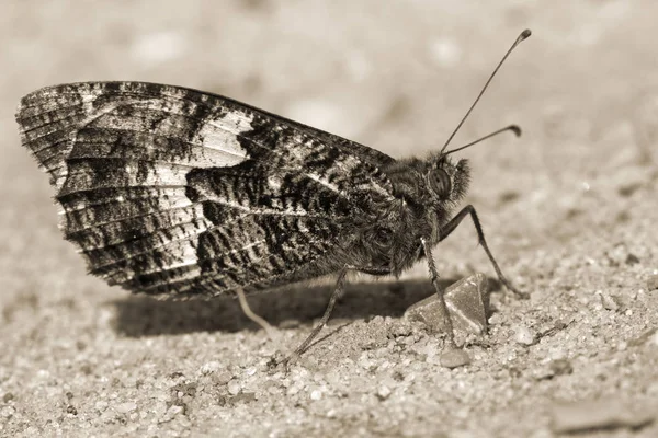 Closeup mage of a Grayling Butterfly (Hipparchia semele) in sepia
