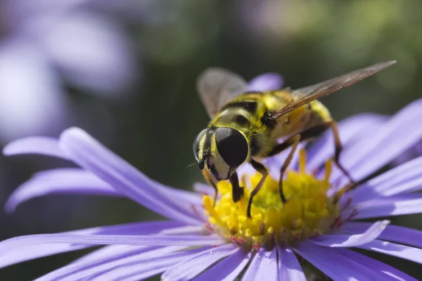 Hoverfly en Purple Aster x frikartii 'Monje' —  Fotos de Stock