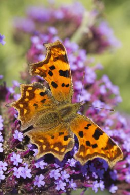 Virgül (Polygonia C-albüm) kelebek Verbena bonariensis üzerinde