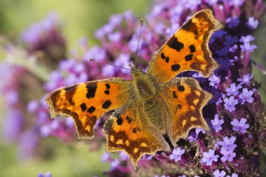 Virgül (Polygonia C-albüm) kelebek Verbena bonariensis üzerinde