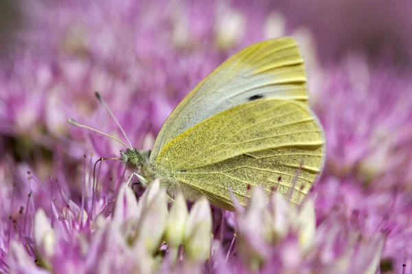Small White Butterfly Pieris Rapae Sedum Spectabile Brilliant — Stock Photo, Image