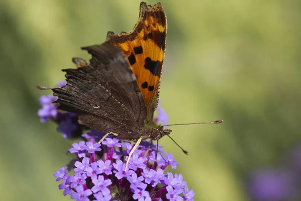 Comma (Polygonia C-Album) Butterfly on Verbena bonariensis — Stock Photo, Image