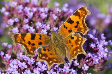 Virgül (Polygonia C-albüm) kelebek Verbena bonariensis üzerinde