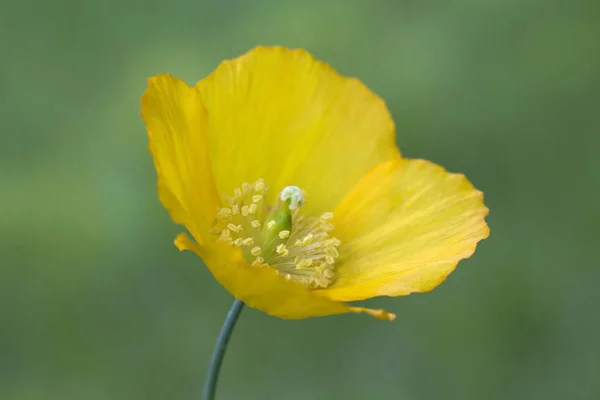 Imagen Cerca Una Meconopsis Cambrica Amapola Galesa —  Fotos de Stock