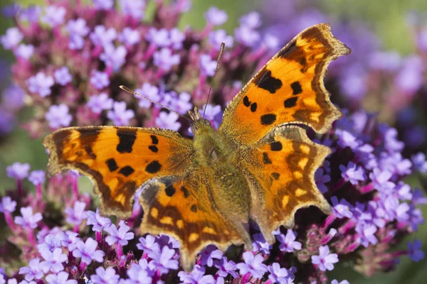 Virgül (Polygonia C-albüm) kelebek Verbena bonariensis üzerinde