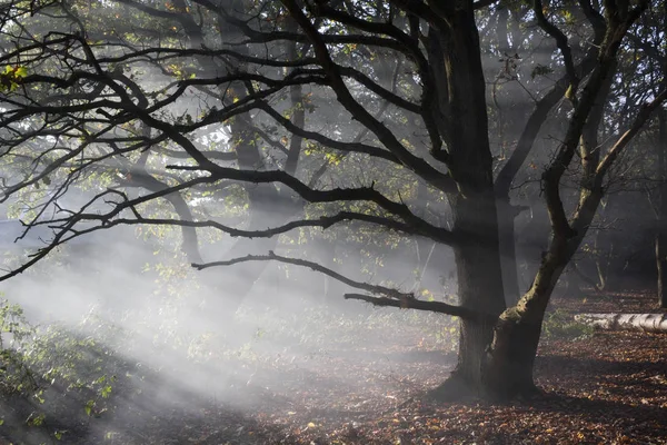 Paysage Hivernal Arbres Dormants Entourés Fumée Provenant Feu Joie — Photo