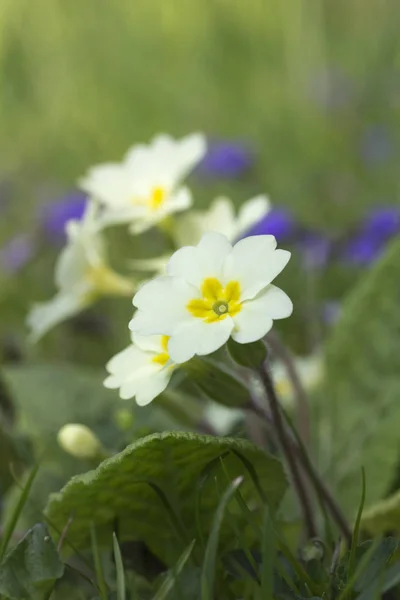 Крупный План Натурализованной Желтой Примулы Primroses — стоковое фото