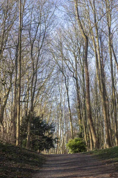法国圣奥默公共花园的冬季树木 — 图库照片
