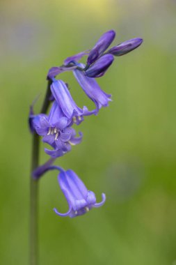 Ortak bluebell (Hyacinthoides sigara-scripta)