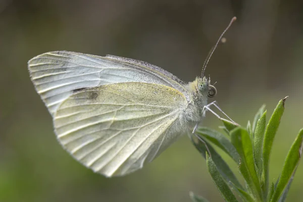 Малий білий метелик (Pieris Rapae) — стокове фото