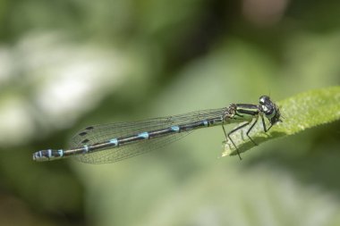 Masmavi kızböcekleri (Coenagrion puella)