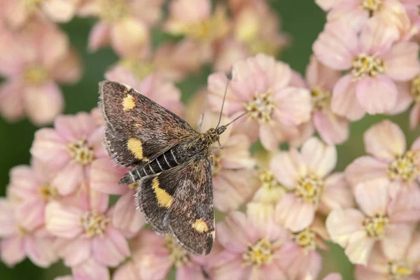 Mint Moth (Pyrausta aurata) on Achillea — Stock Photo, Image