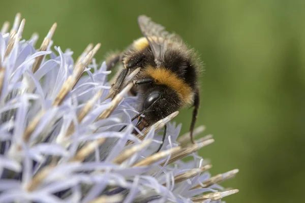 Hummel auf blauem Echinops — Stockfoto