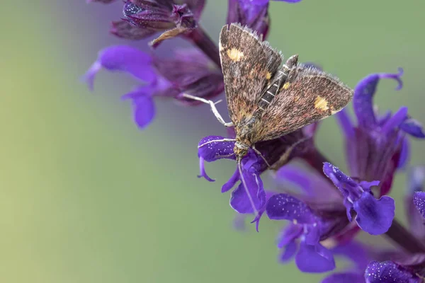 Mint Moth (Pyrausta aurata) — Stock Photo, Image