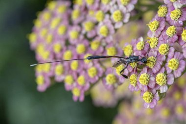 Achillea 'da braconid WASP 
