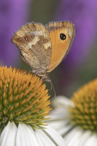 Gatekeeper Butterfly on Echinacea — Stock Photo, Image