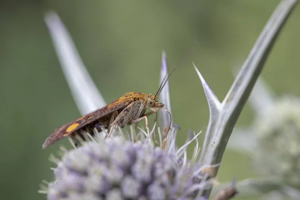 Mint Moth (Pyrausta aurata) on Eryngium variifolium — Stock Photo, Image