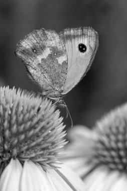 Gatekeeper Butterfly (Pyronia tithonus) Ekinezya purpurea üzerinde 