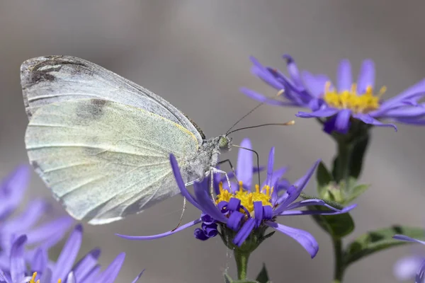 Small White Butterfly (Pieris rapae) on Aster x frikartii 'Monch — Stock Photo, Image