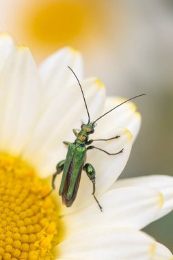 Thick-legged flower beetle also known as the swollen-thighed beetle and the false oil beetle. clipart