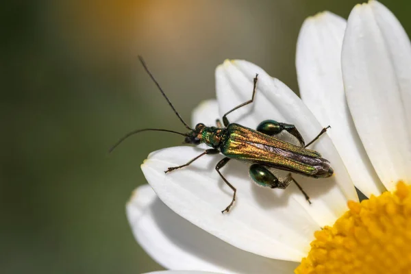 Escarabajo Flores Patas Gruesas También Conocido Como Escarabajo Muslos Hinchados —  Fotos de Stock