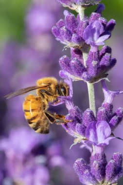 Lavandula 'Hidcote' deki Bal Arısı (İngiliz Lavantalı 'Hidcote'))