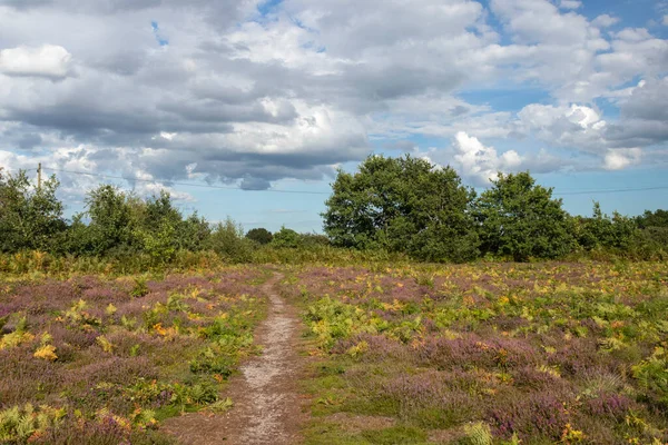 Heather Blackheath Wenhaston Suffolk England - Stock-foto