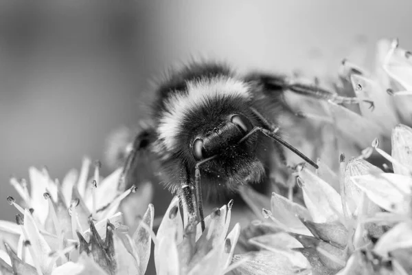 Imagen Blanco Negro Abejorro Teléfio Sedum Matrona —  Fotos de Stock