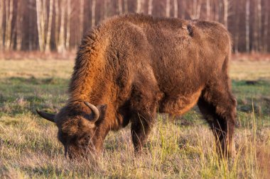 Yaban öküzü (Zubr) üzerinde bir çayır Bialowieza Milli Parkı.