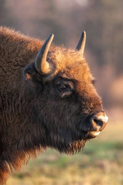 Yaban öküzü (Zubr) üzerinde bir çayır Bialowieza Milli Parkı.