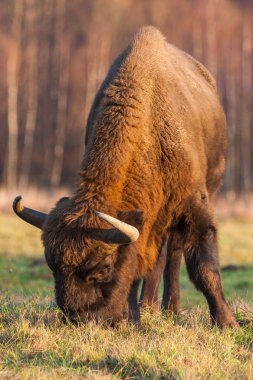 Yaban öküzü (Zubr) üzerinde bir çayır Bialowieza Milli Parkı.
