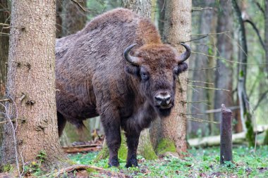 Orman Bialowieza Milli Parkı'nda yaban öküzü (Zubr).