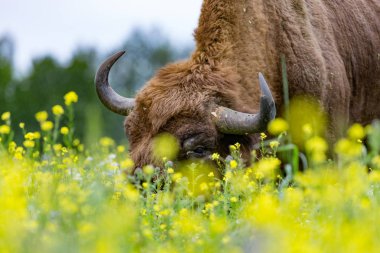 Yaban öküzü (Zubr) üzerinde bir çayır Bialowieza Milli Parkı.