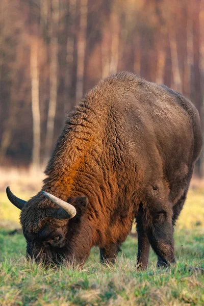 ビャウォヴィエジャ国立公園の草原のオーロックス Zubr — ストック写真