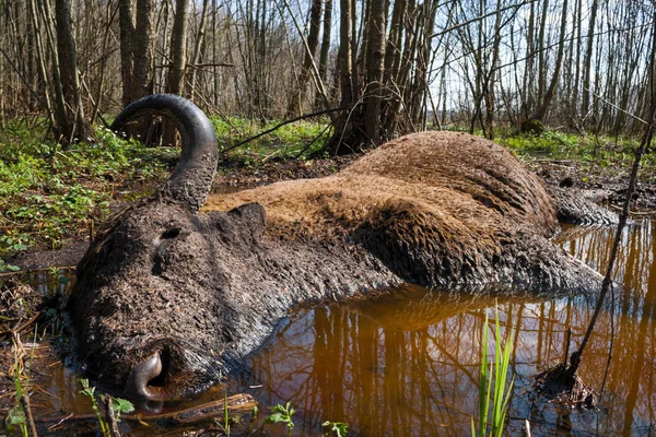 ビャウォヴィエジャ国立公園の草原の死んだオーロックス Zubr — ストック写真