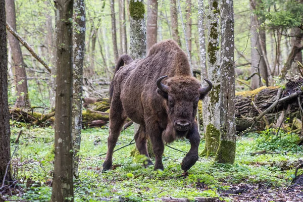 ビャウォヴィエジャ国立公園内の森林のオーロックス Zubr — ストック写真