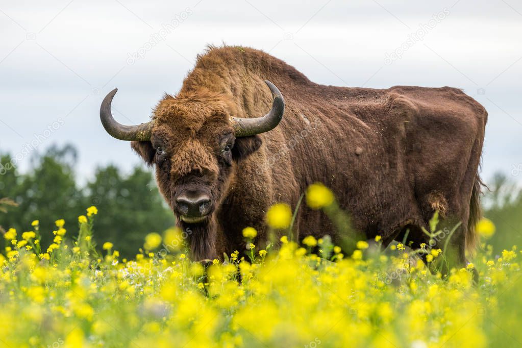 Aurochs (Zubr) on a meadow in the Bialowieza National Park.