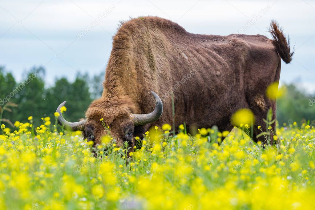 Aurochs (Zubr) on a meadow in the Bialowieza National Park.