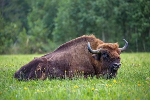 Aurochs Zubr Meadow Bialowieza National Park — Stock Photo, Image