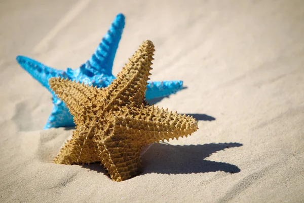 Blue Red Starfish Sandy Beach — Stock Photo, Image
