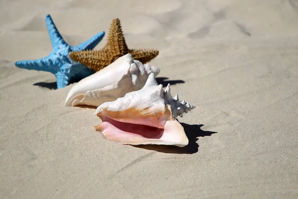 Two Starfish Sea Shell Sand — Stock Photo, Image